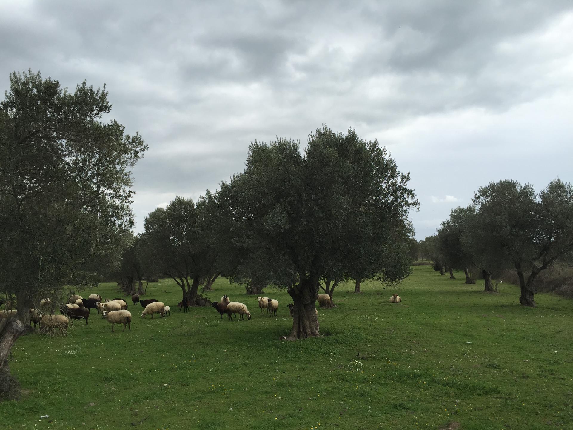Sheep graze on the Greek island of Lesbos.