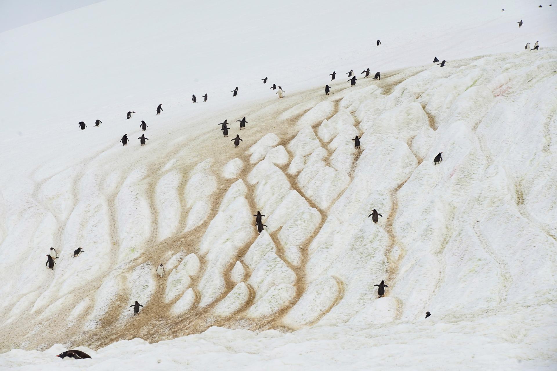 penguins sliding down a glacier