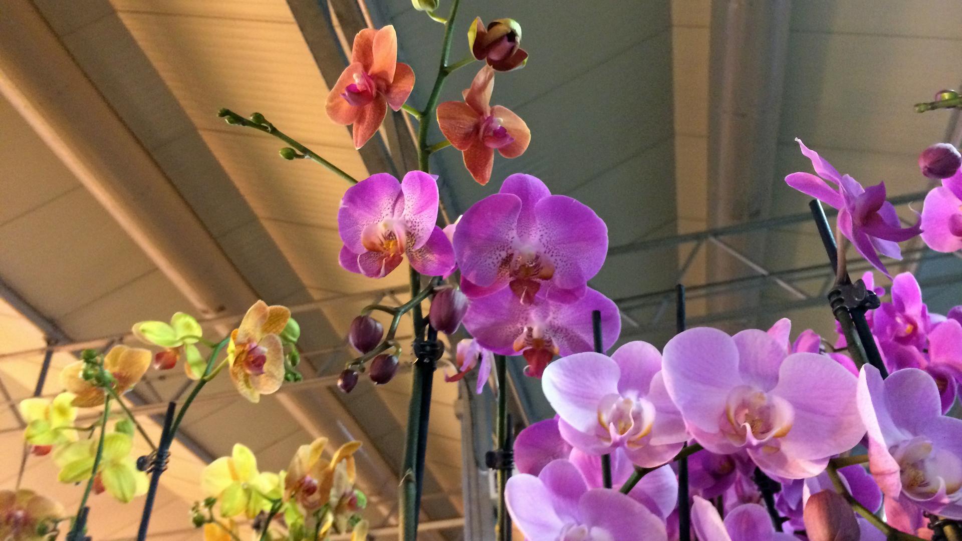 An orchid plant at Green Circle Growers in Oberlin, Ohio.