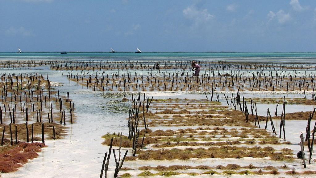 Aquacultures of red algae define this beach in Zanzibar.  