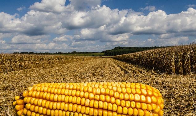 Corn and field