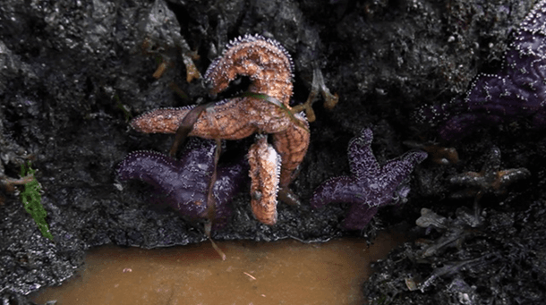 Dying sea star