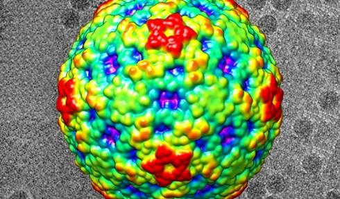 This color-coded image shows the surface view of enterovirus D68. Red regions are the highest peaks, and the lowest portions are blue. In the black-and-white background are actual electron microscopy images of the EV-D68 virus.