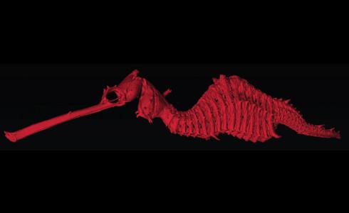 The 3-D skeleton of the ruby seadragon — or Phyllopteryx dewysea — constructed from thousands of x-rays obtained with a CT scanner. The color was added to represent the seadragon's hue in the wild.