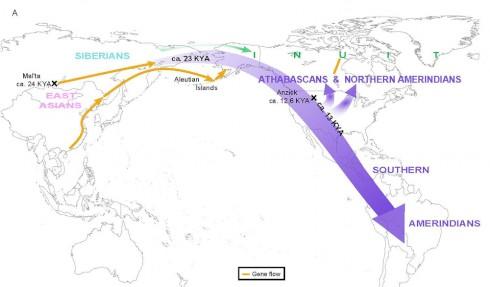 A graphic from the Raghavan et al. paper in Science illustrates the team’s finding that the ancestors of present-day Native Americans entered the Americas as a single migration wave from Siberia.