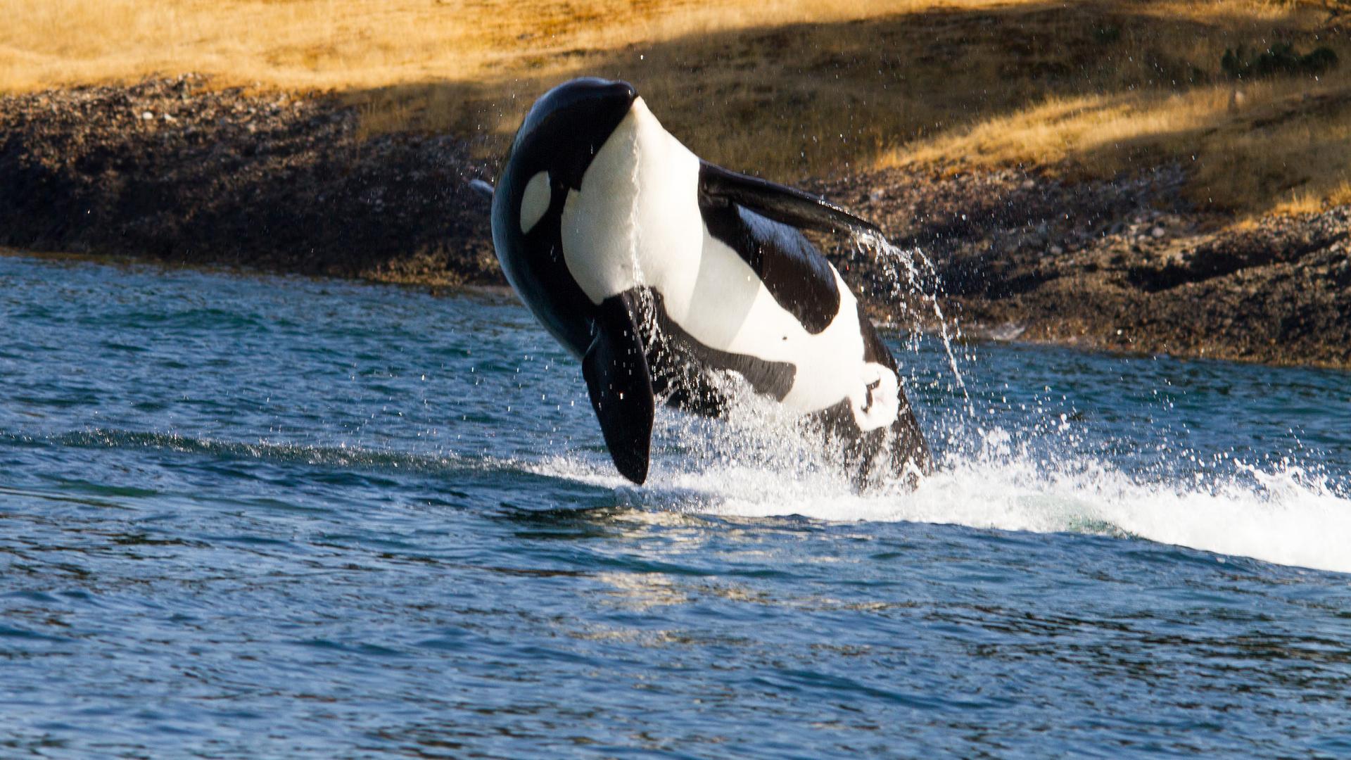 An orca whale breaching off the coast of British Columbia, Canada.