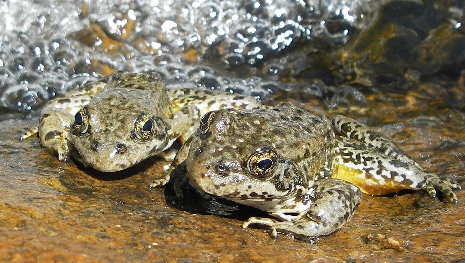 A pair of Sierra Nevada mountain yellow-legged frogs (Rana sierrae) is pictured here. Populations have been devastated in recent years by the chytrid fungus. 