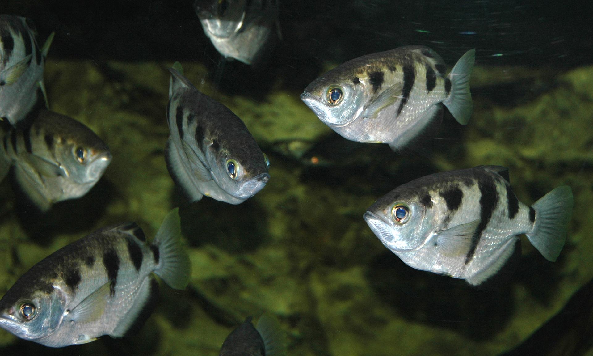The mostly brackish-water archerfish is famous for its ability to shoot narrow streams of water from its mouth.