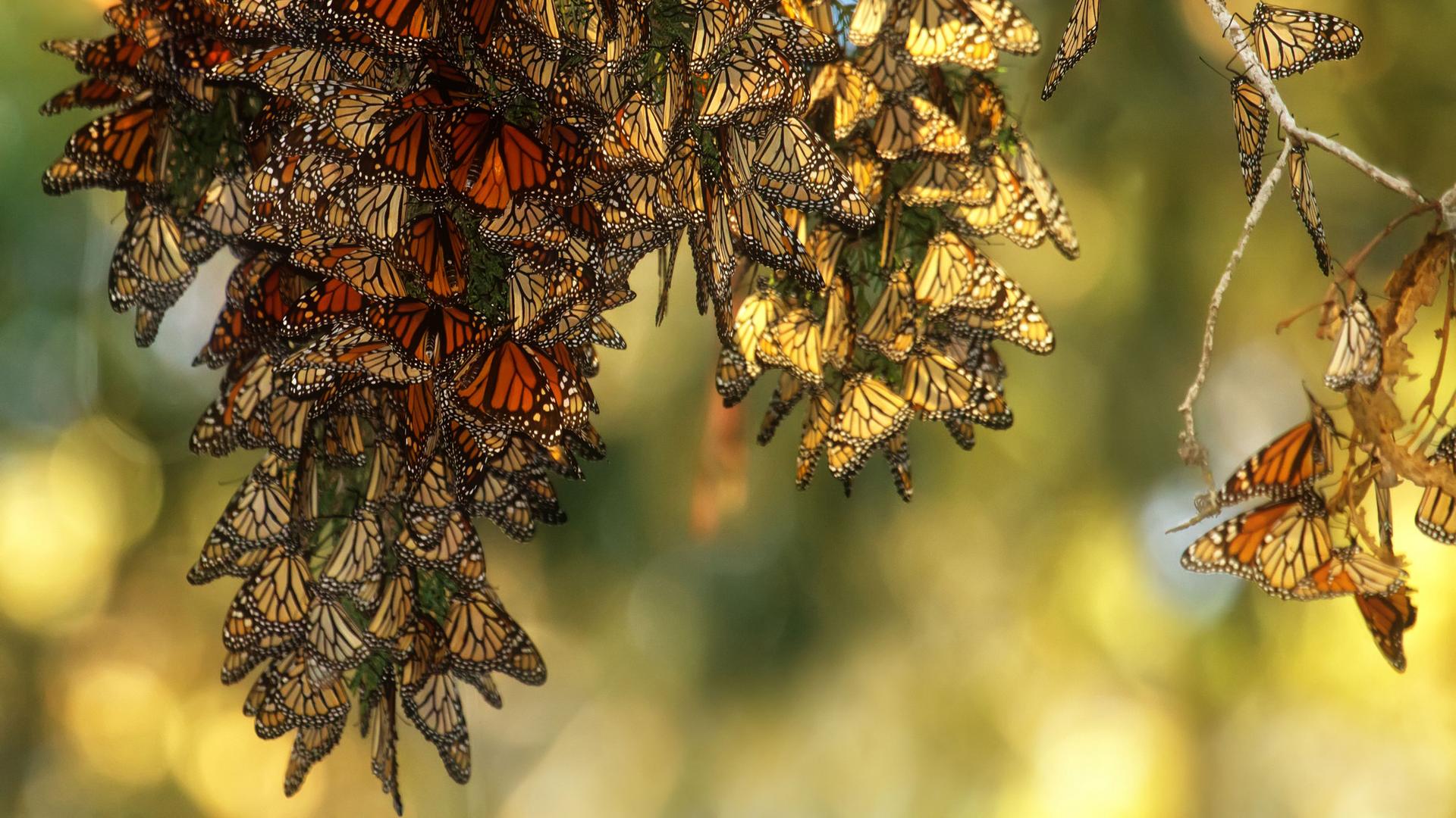 Monarch butterflies at the Pismo Beach Monarch Butterfly Grove in California.