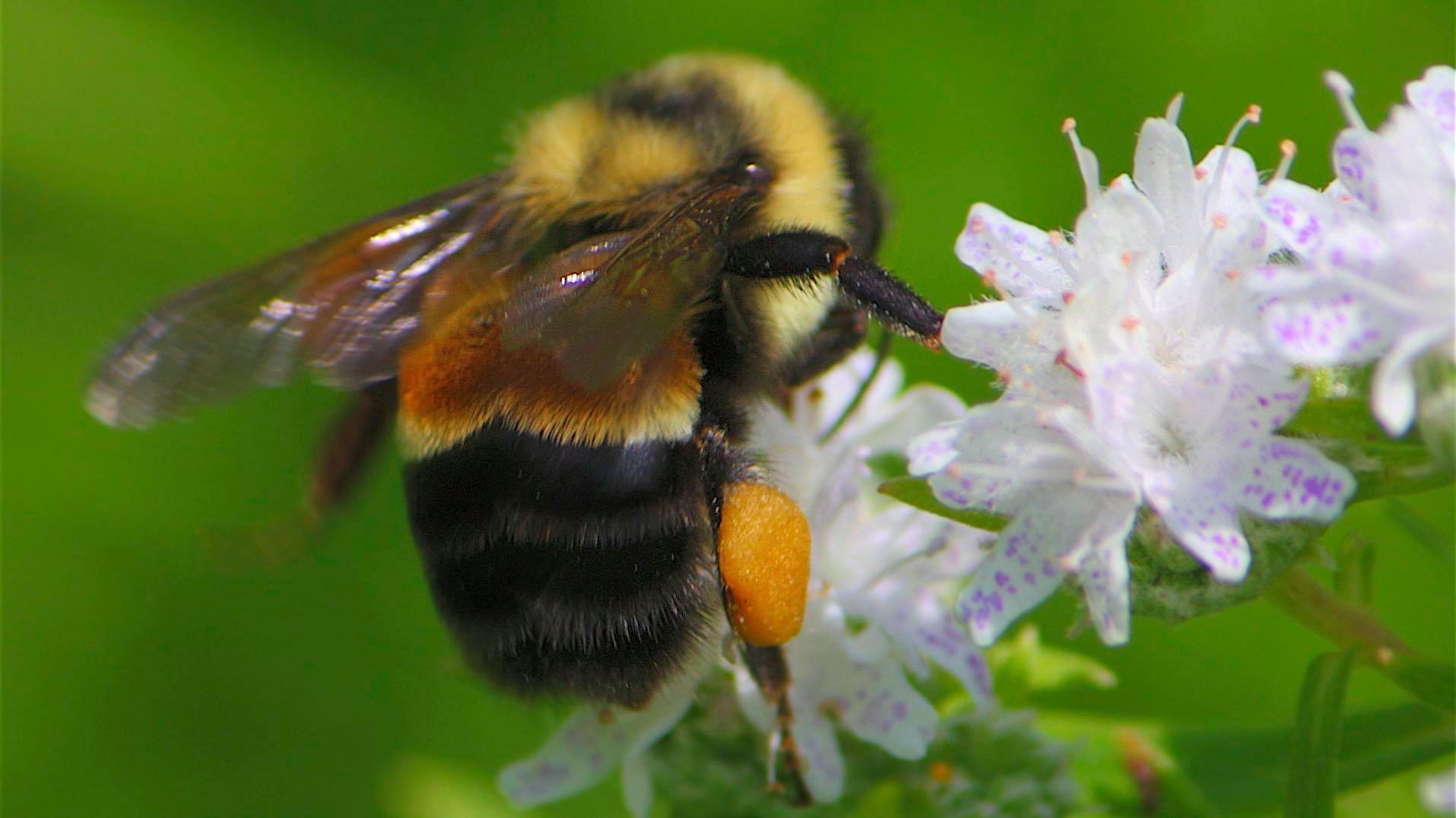 Rusty patched bumblebee