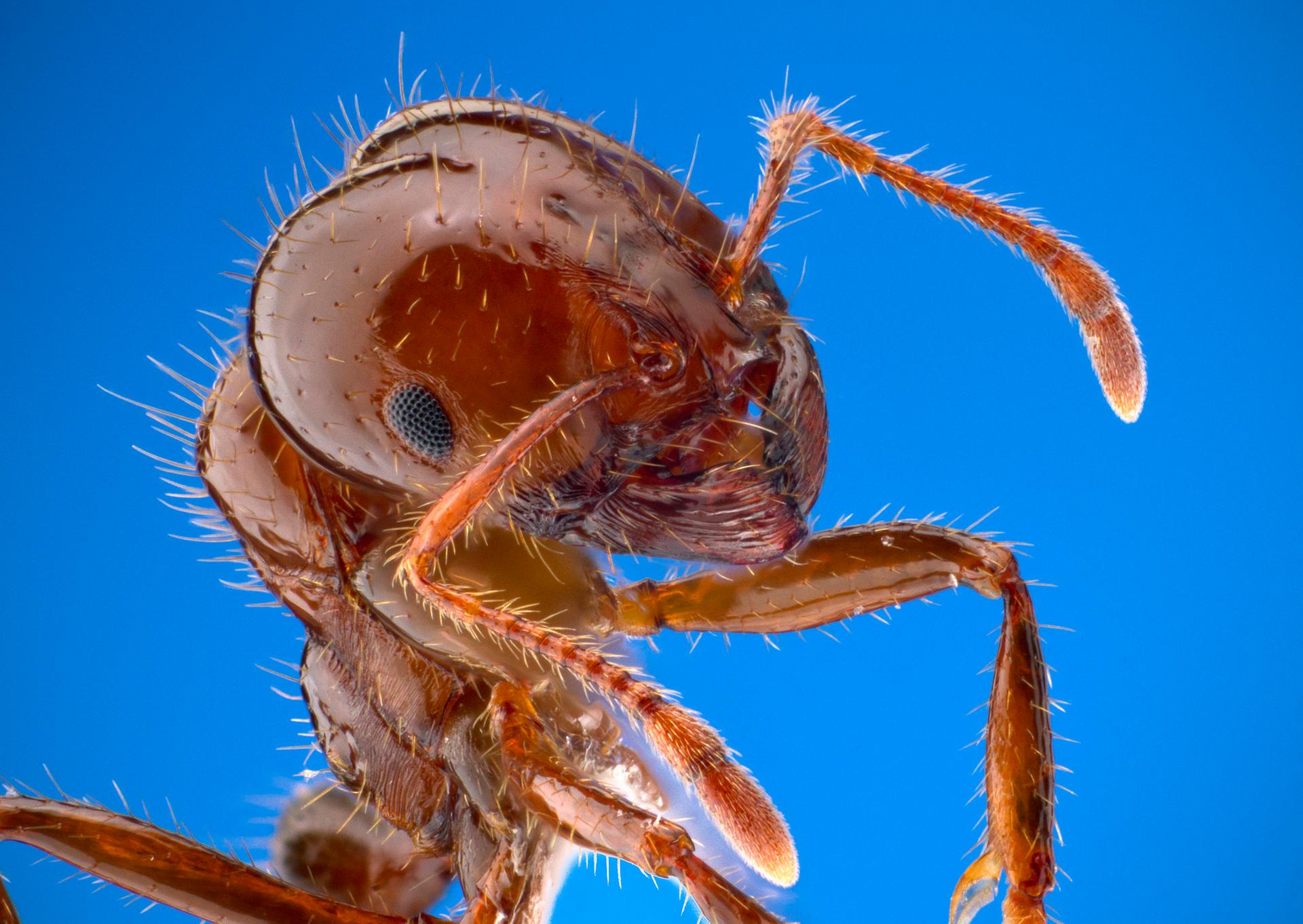 A fire ant.