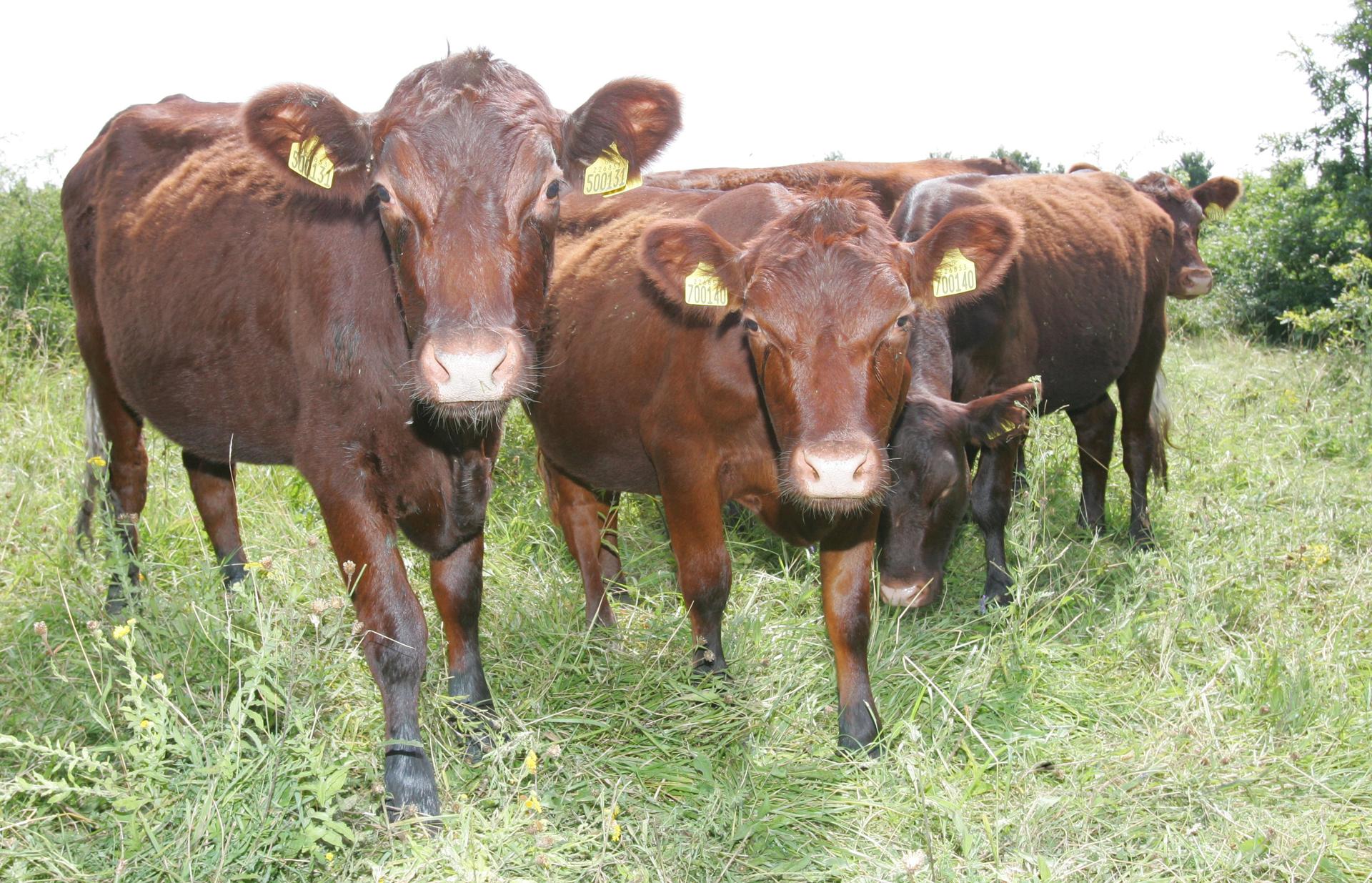 Red Poll cattle have been called in to help manage the species-rich meadows around Havering, England that are home to many wildflowers, bees and bird species.