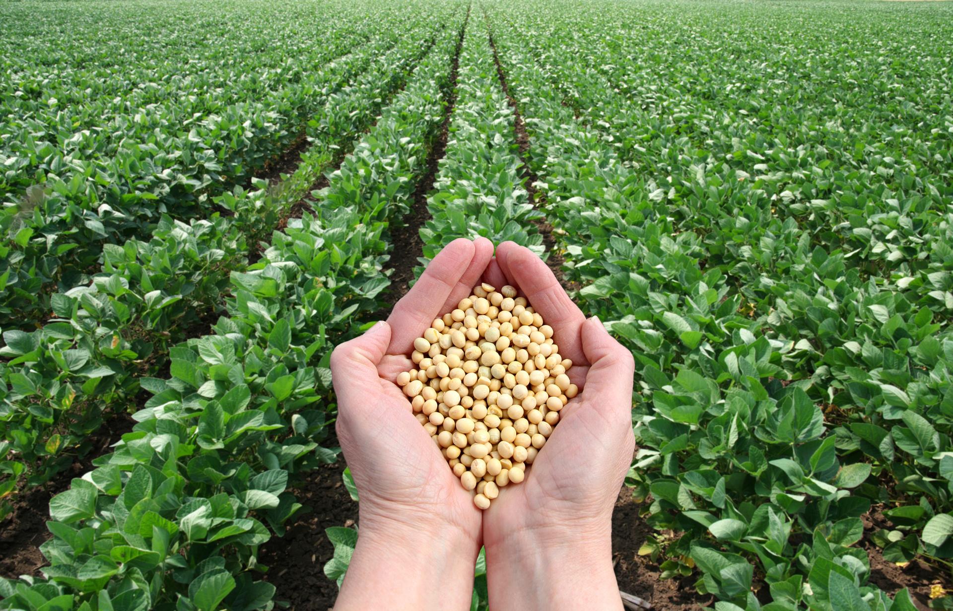 Soybeans with field