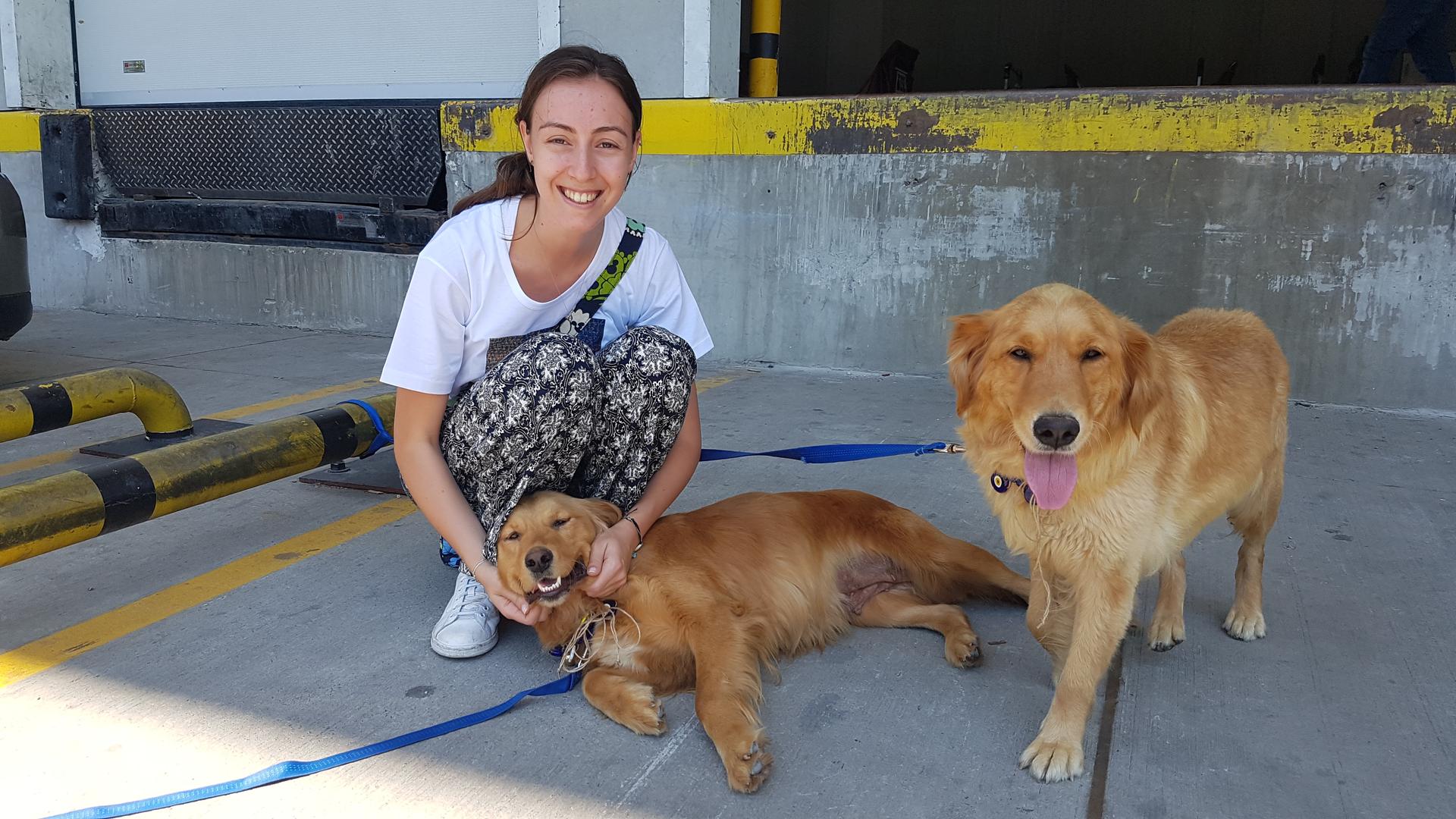 Atlanta (left) and her sister Phoenix lounge with a volunteer outside the cargo hall before leaving Istanbul.