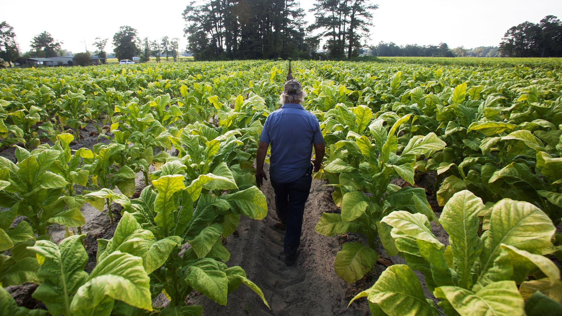 A farmer walks away from the camera through a field of rich green tobacco plants.