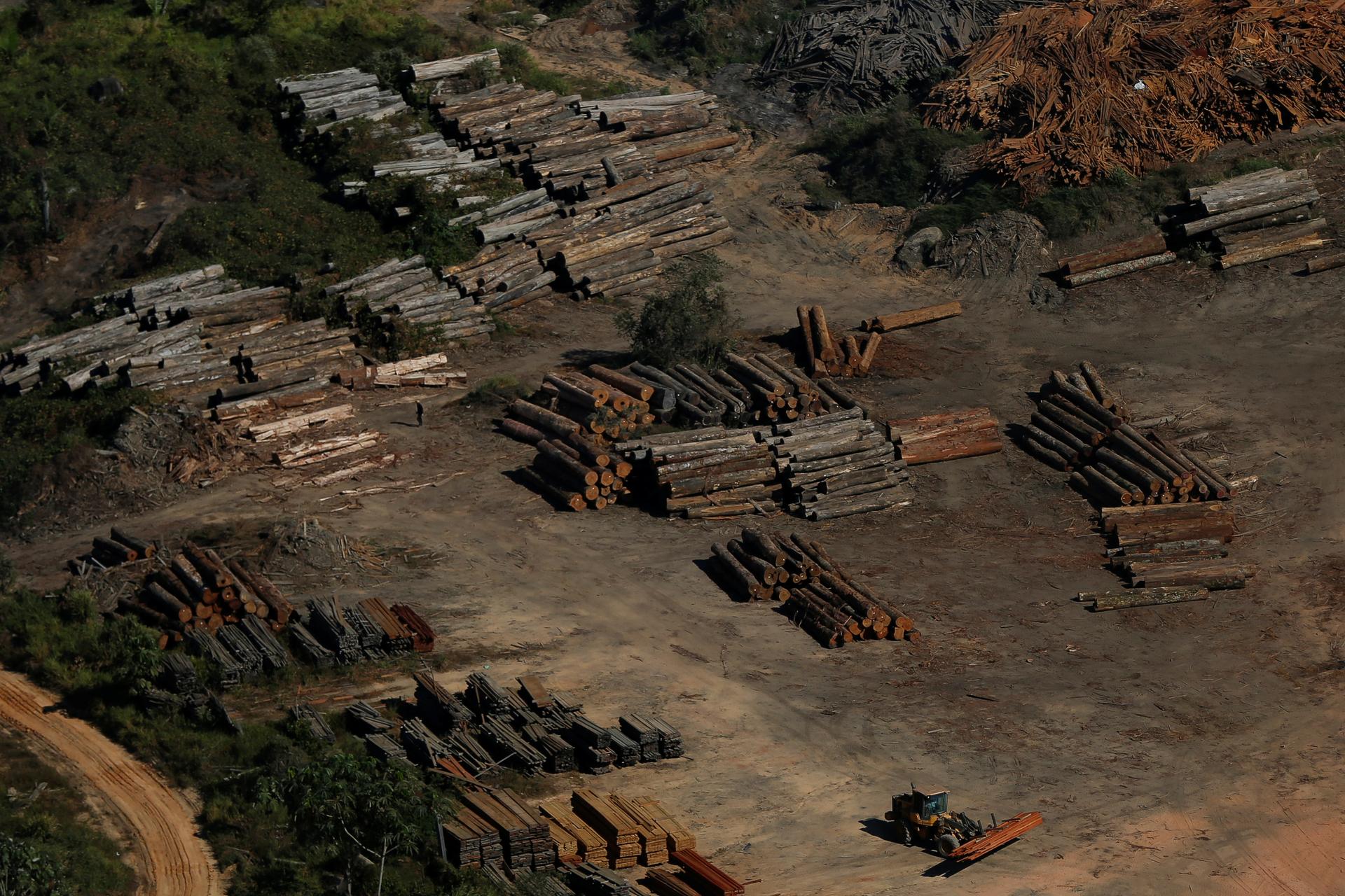 Piles of recently cut-down trees are are seen in Brazil.