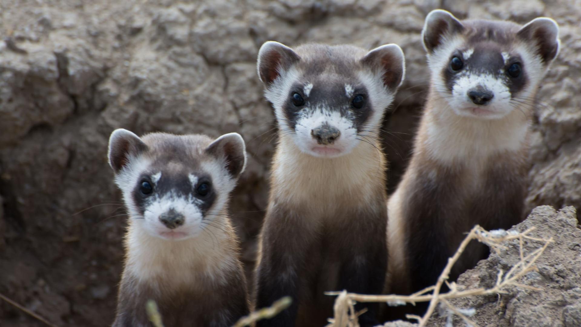 Black-footed ferrets.