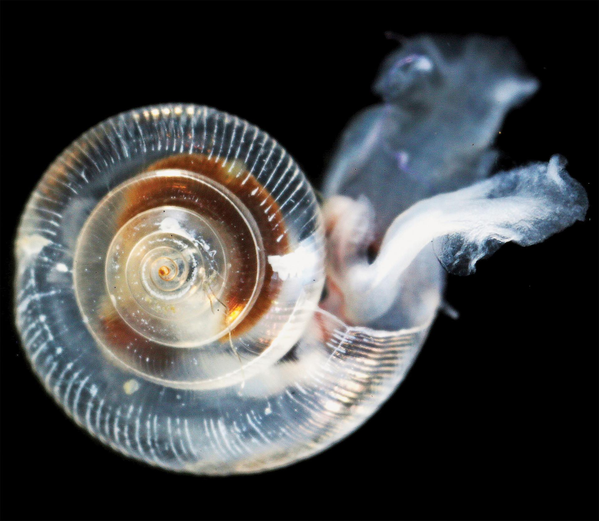 Unhealthy pteropod showing effects of ocean acidification