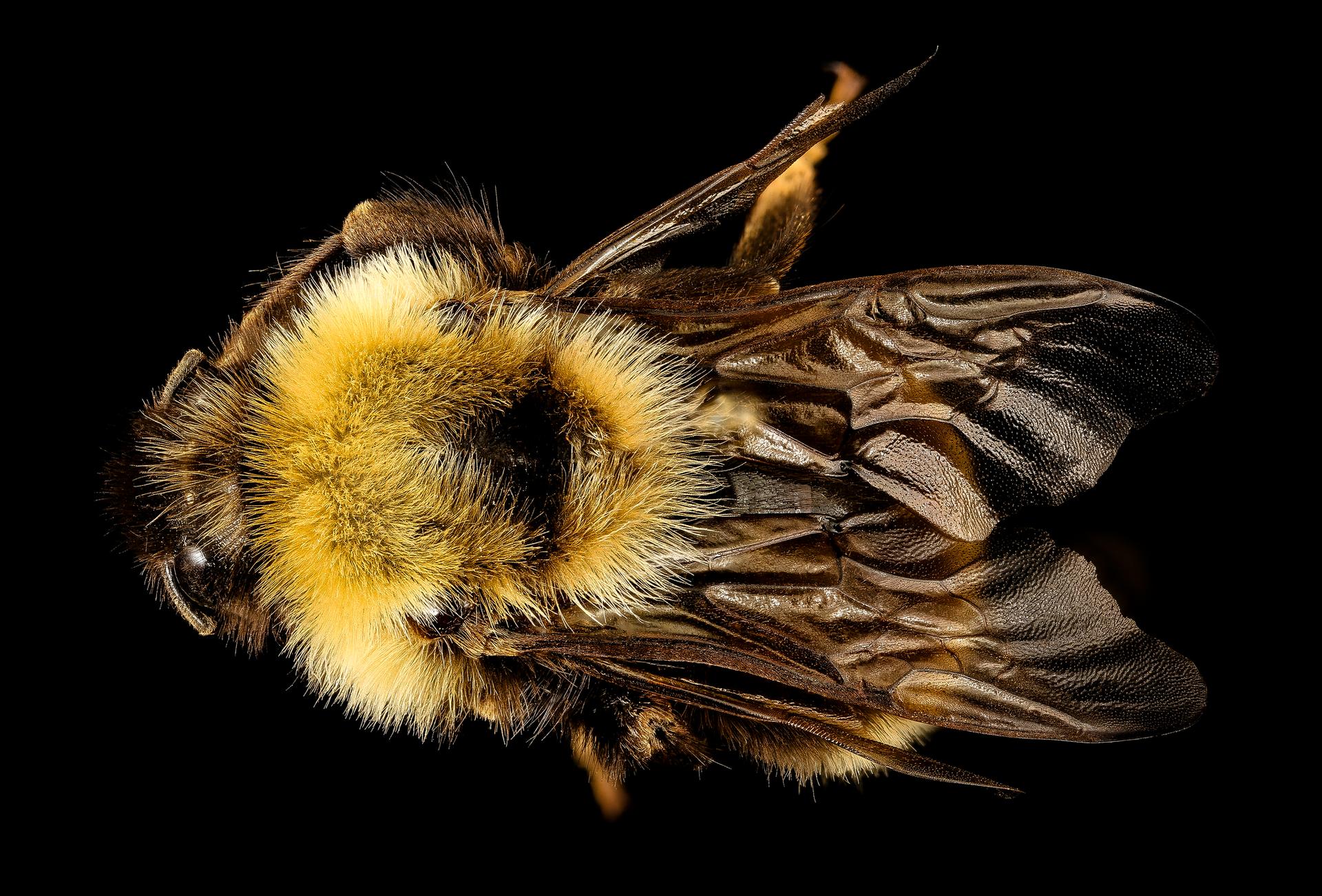 Bombus affinis, the rusty patched bumblebee.