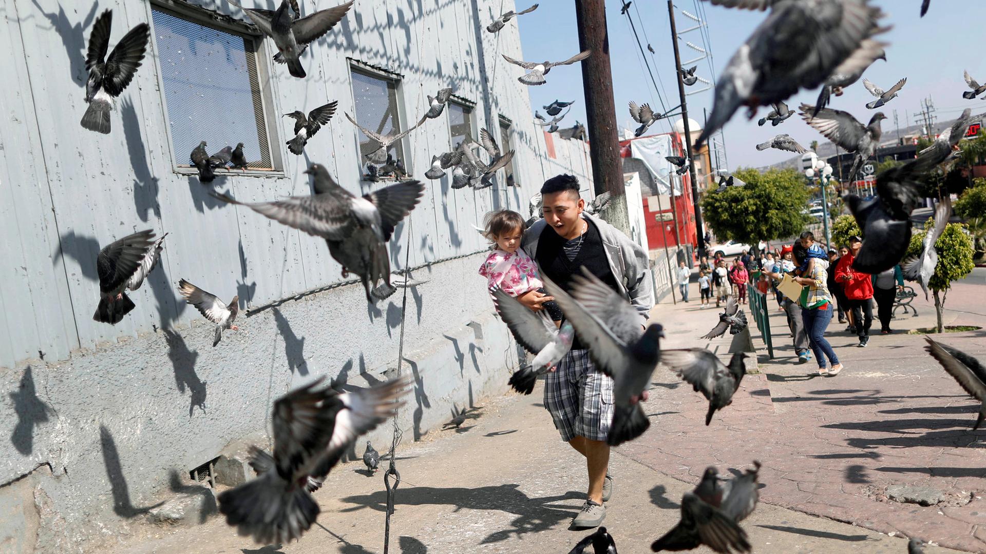 Dozens of pigeons surround a man holding a small girl in his arms.