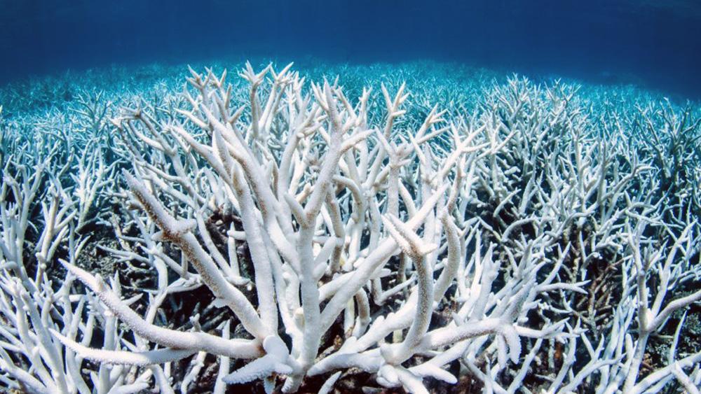 Coral is seen bleached white against the dark blue ocean.