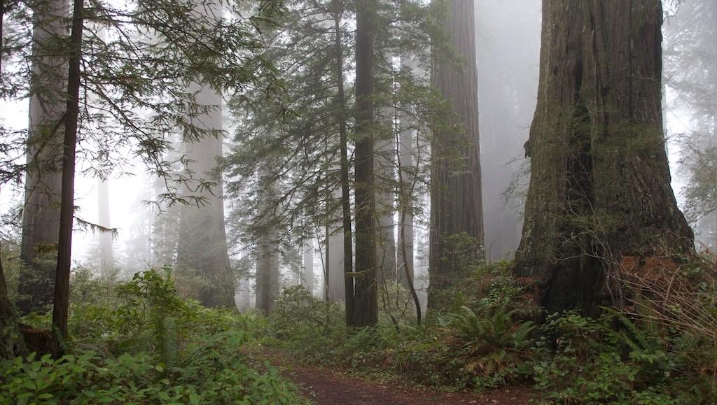 Fog among the redwoods in the Lady Bird Johnson Grove of California’s Redwood National Forest.