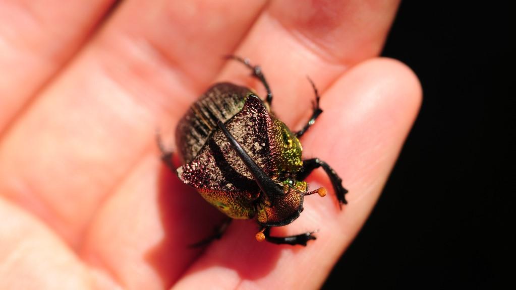 Rainbow scarab beetle