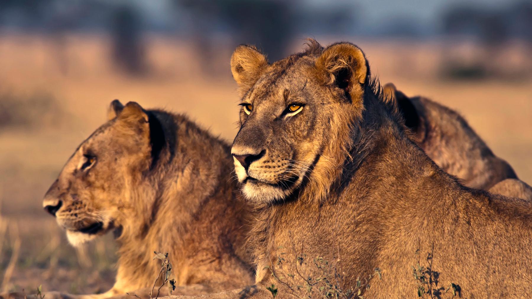 Young male lions at sunrise in Tanzania.