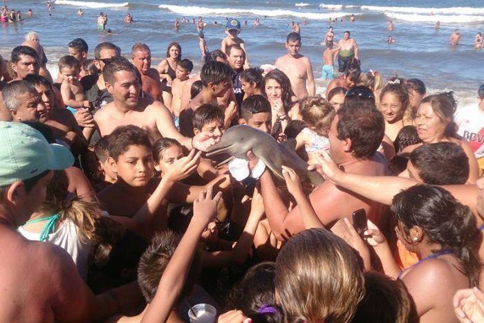 Tourists at a beach in Argentina crowd around a young Franciscan dolphin that was later left dead on the sand.