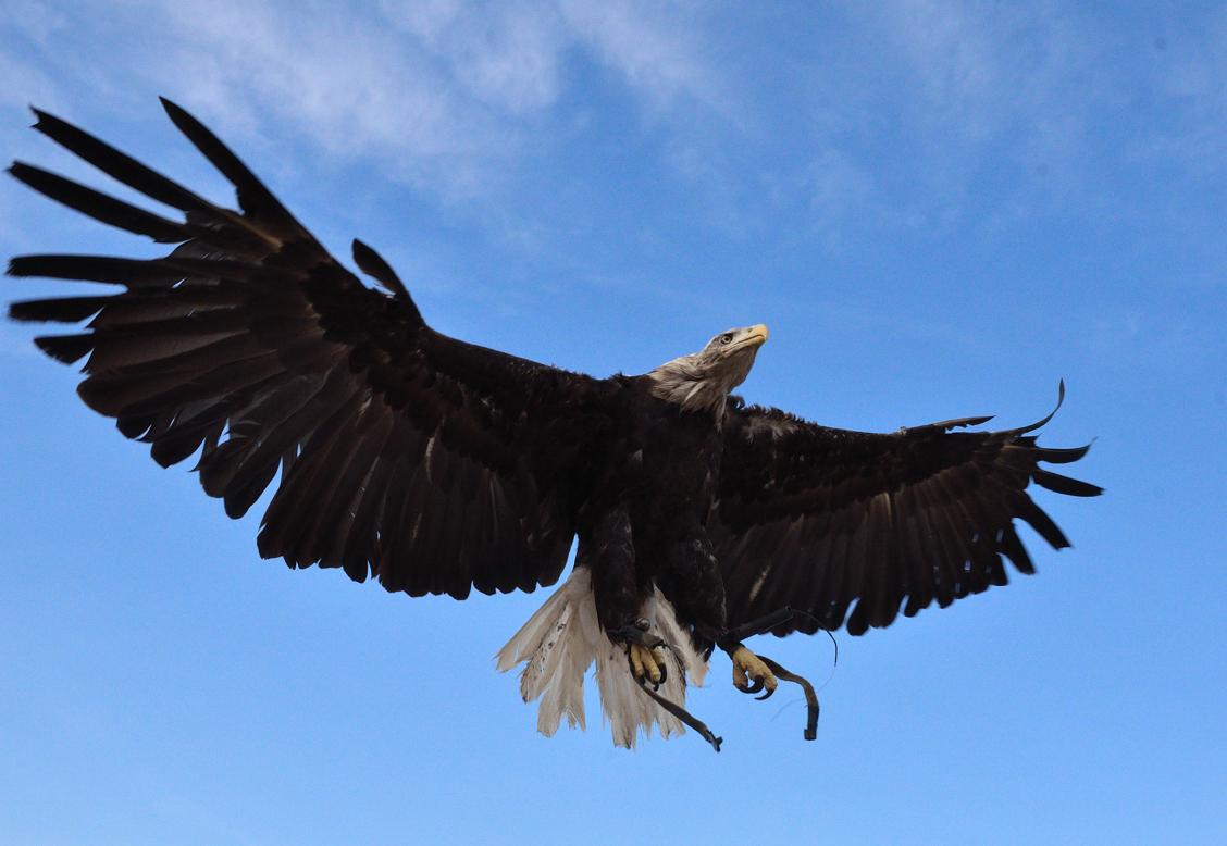 A bald eagle spreads it wings. The eagle is just one of hundreds of North American birds now threatened by the effects of climate change