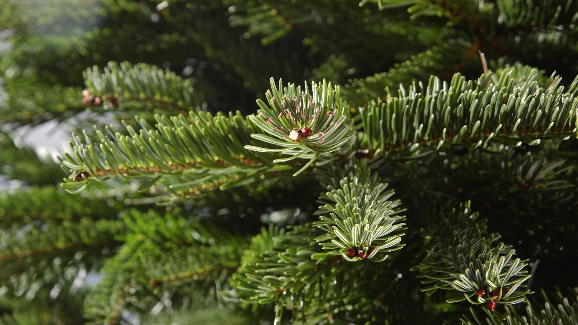 A Christmas tree bough gets its close-up.