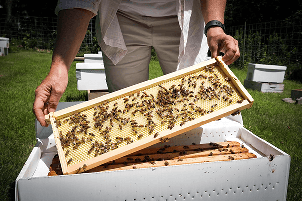 Beekeeper and hive