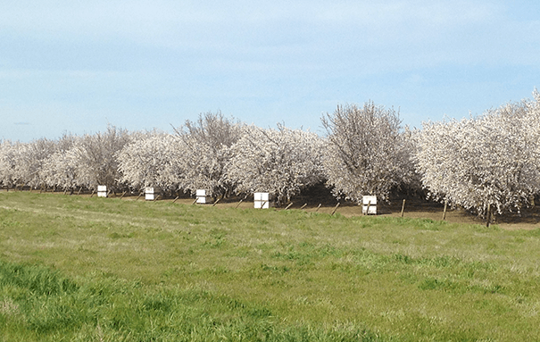 Beehives and almond trees