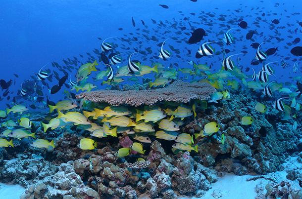 Hawaii coral reef fish