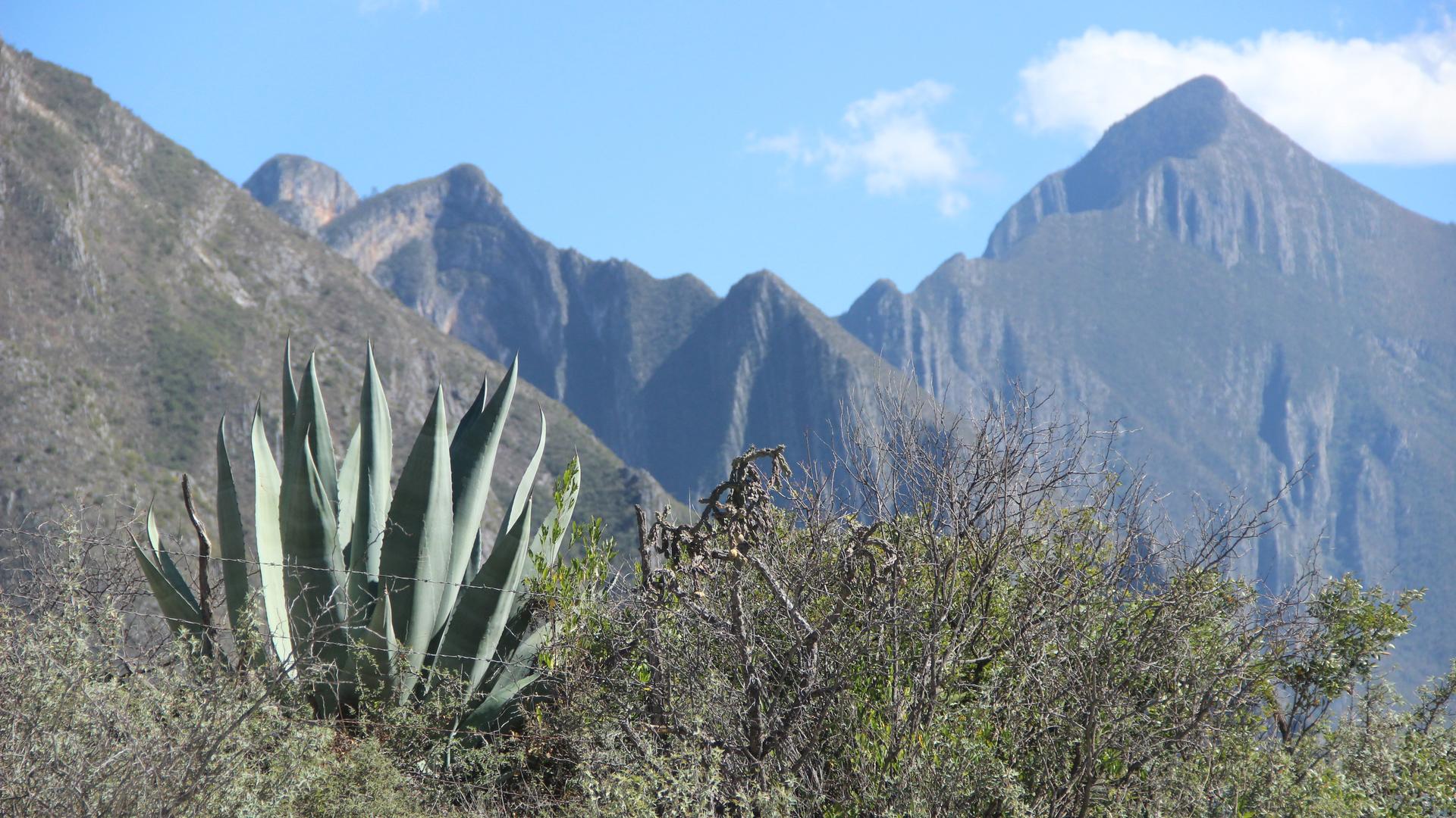 The Nature Conservancy hopes to plant perhaps 100,000 native agave and pine trees in the forests around Monterrey, Mexico’s third-largest metro area. 