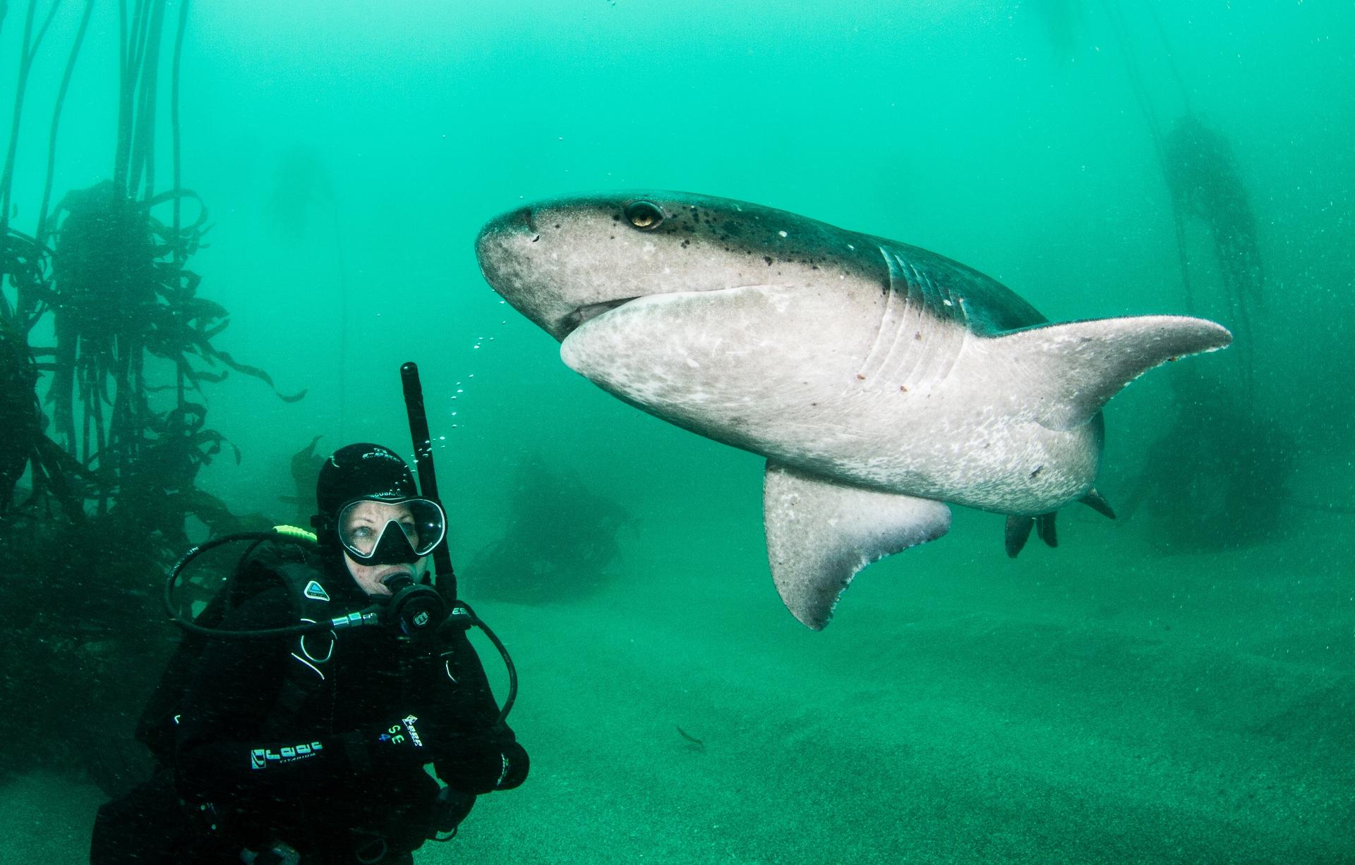 Alison Kock with a sevengill shark in South Africa. 
