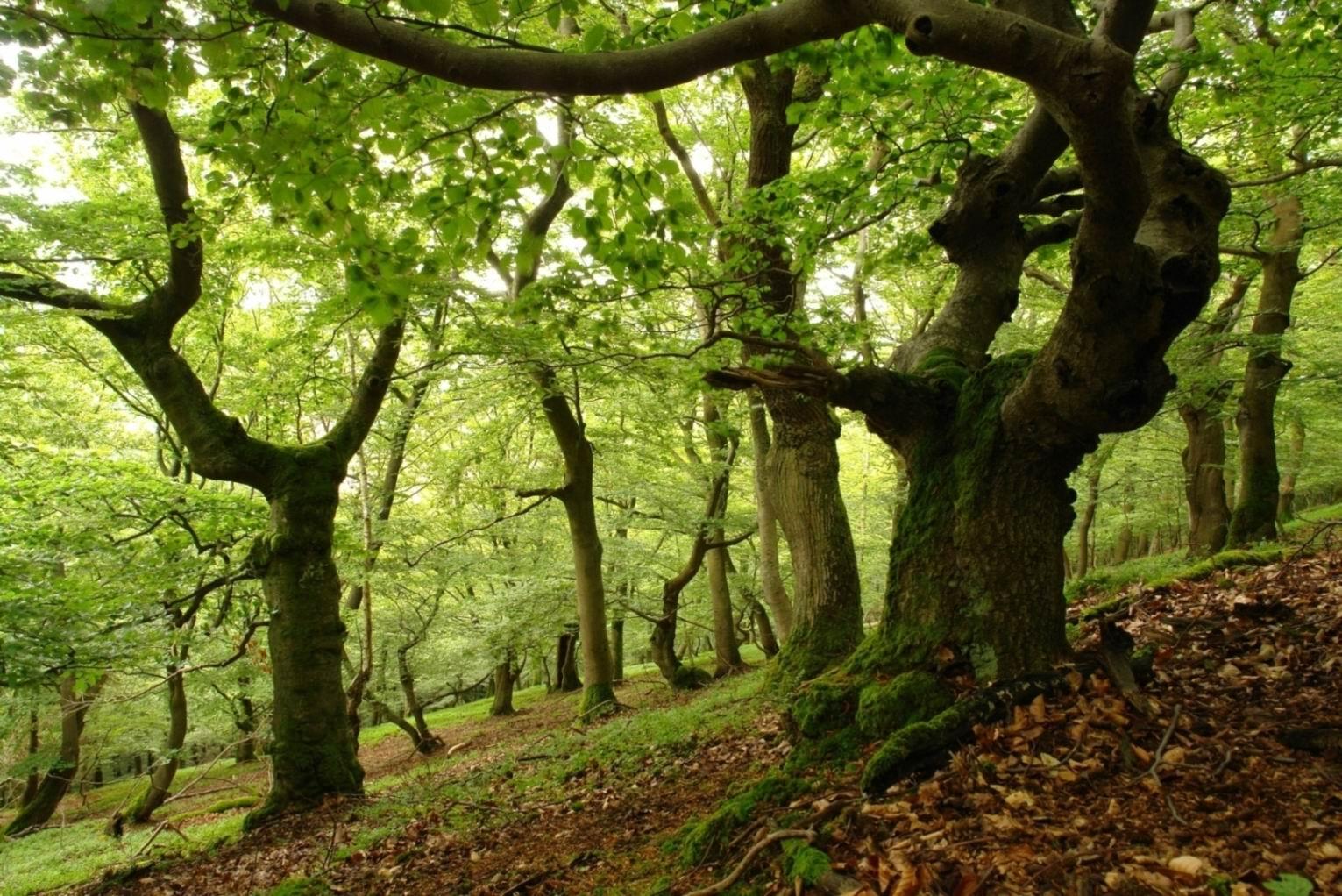 Ancient Beech Forest Germany