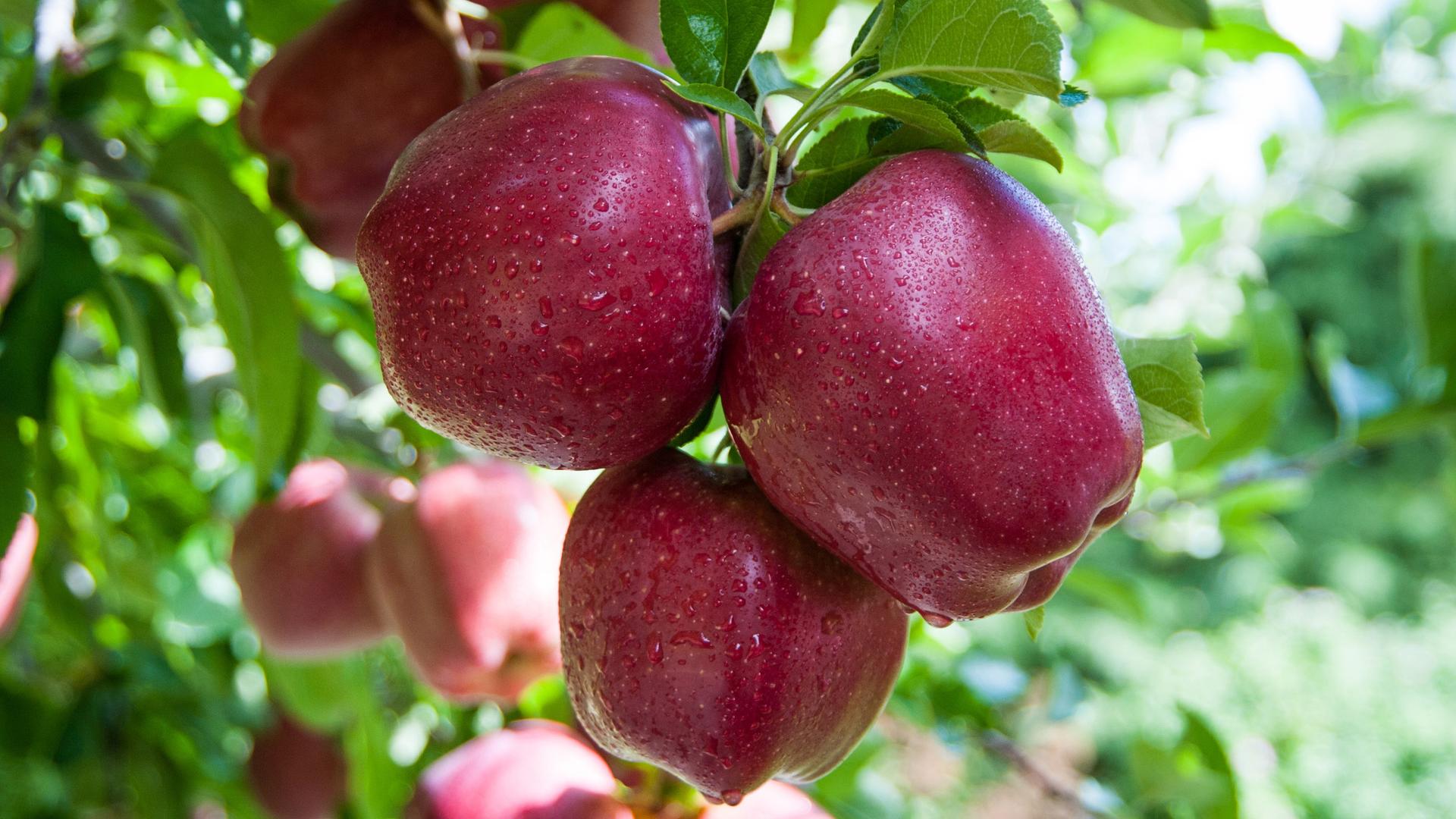 The Red Delicious was first discovered on an Iowa farm in the 1870’s. It grew to become America’s most popular apple. 