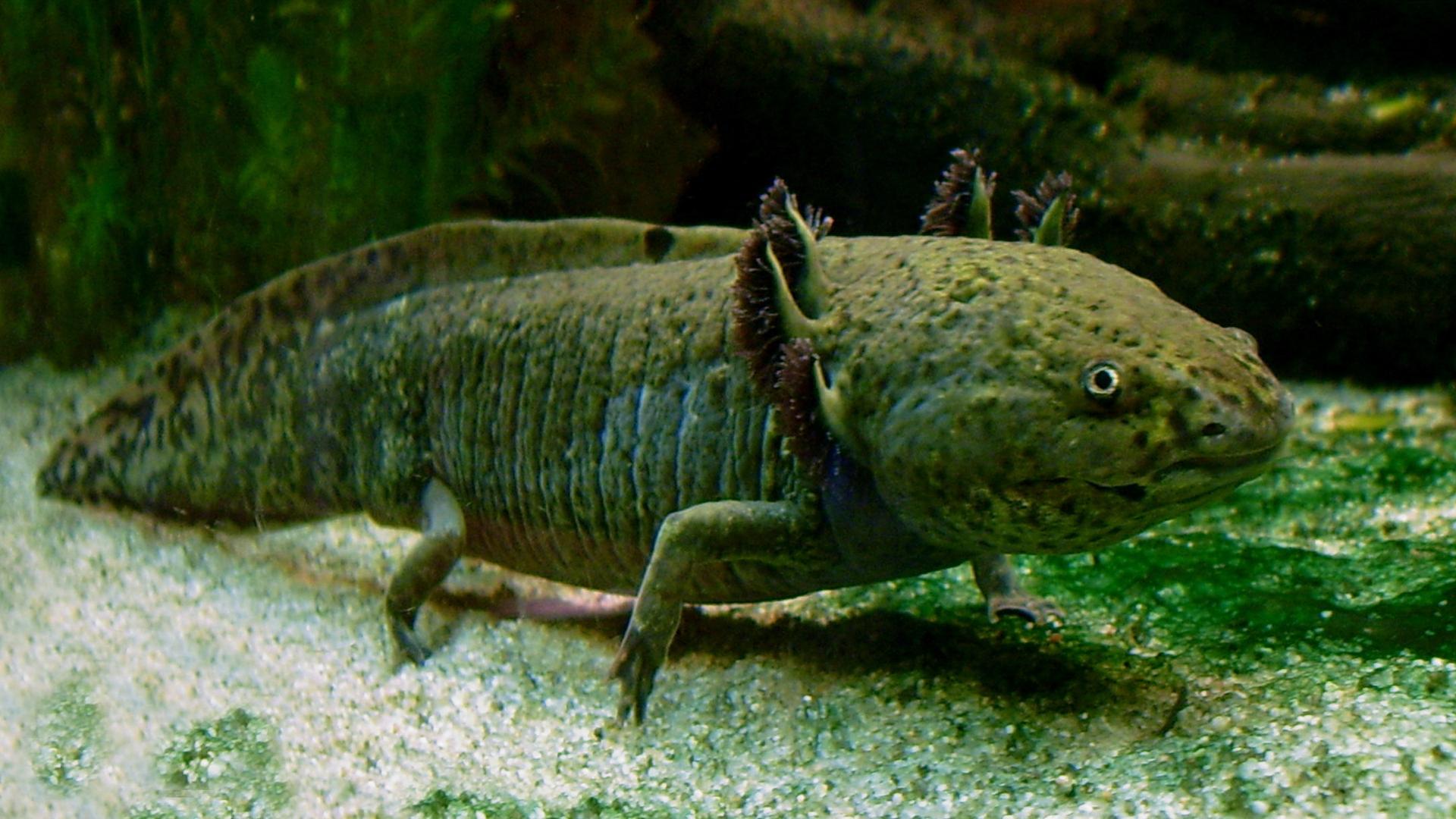 The only natural habitat of the axolotl--also known as the "water monster" and the "Mexican walking fish"-- is the Xochimilco network of lakes and canals, built by the Aztecs but now suffering from pollution and urban sprawl.