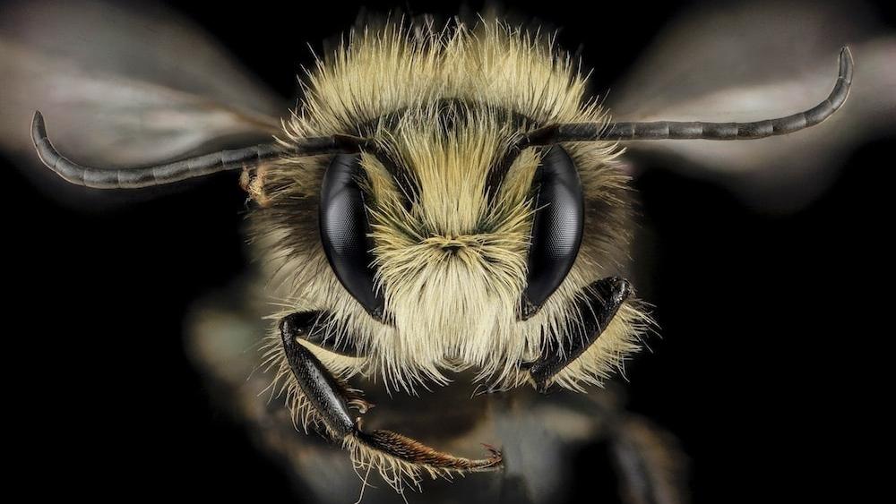 A close-up view of a male blue orchard bee, also known as Osmia lignaria. This type of bee, which is native to North America, is known to be one of the world's best pollinators.