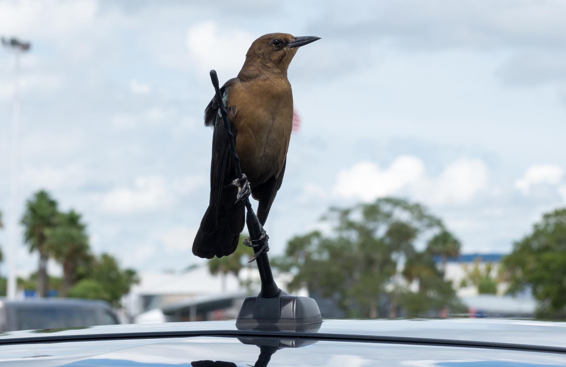 Bird on a car