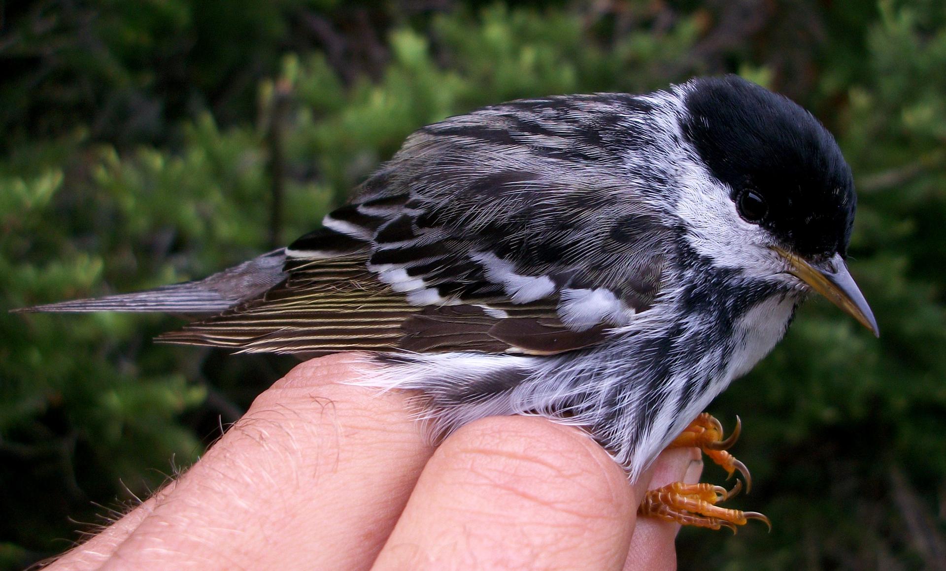 A Blackpoll warbler sits on a person's hand.