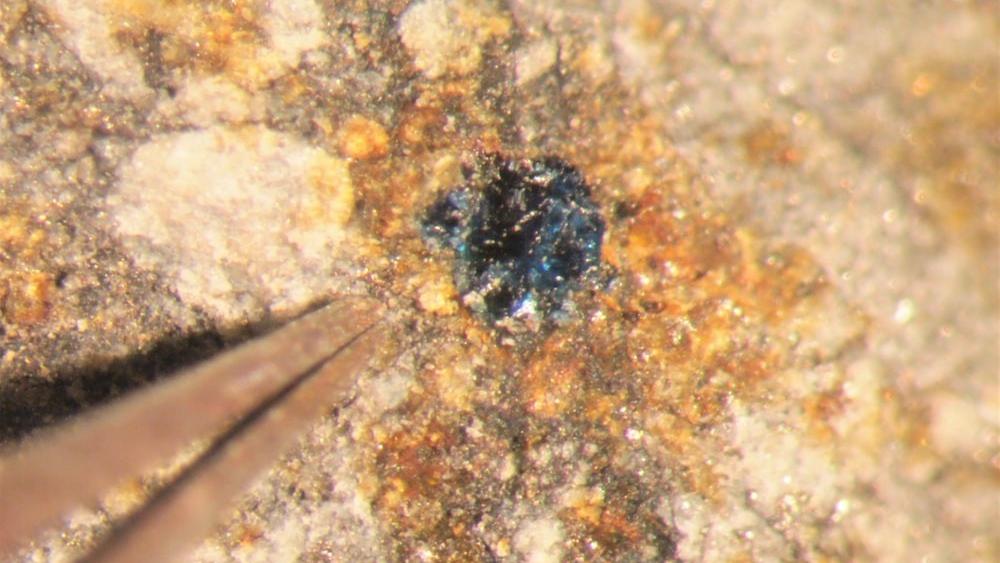 The small size of the blue halite crystals found in two meteorites is shown next to a pair of tweezers.