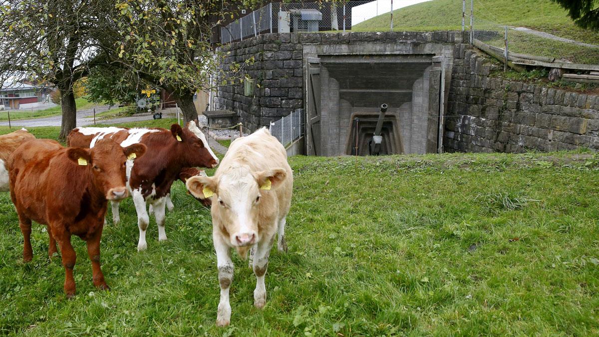 Cows stand in a meadow in front of a 10.5cm gun at the former artillery fort of the Swiss Army in the town of Faulensee.