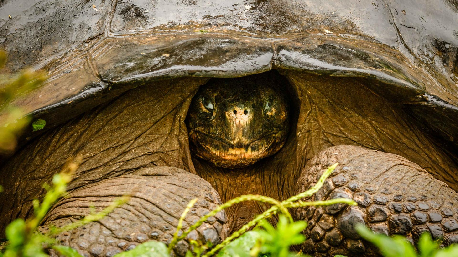 A close-up of a giant land tortoise in the Santa Cruz highlands of the Galápagos Islands. 