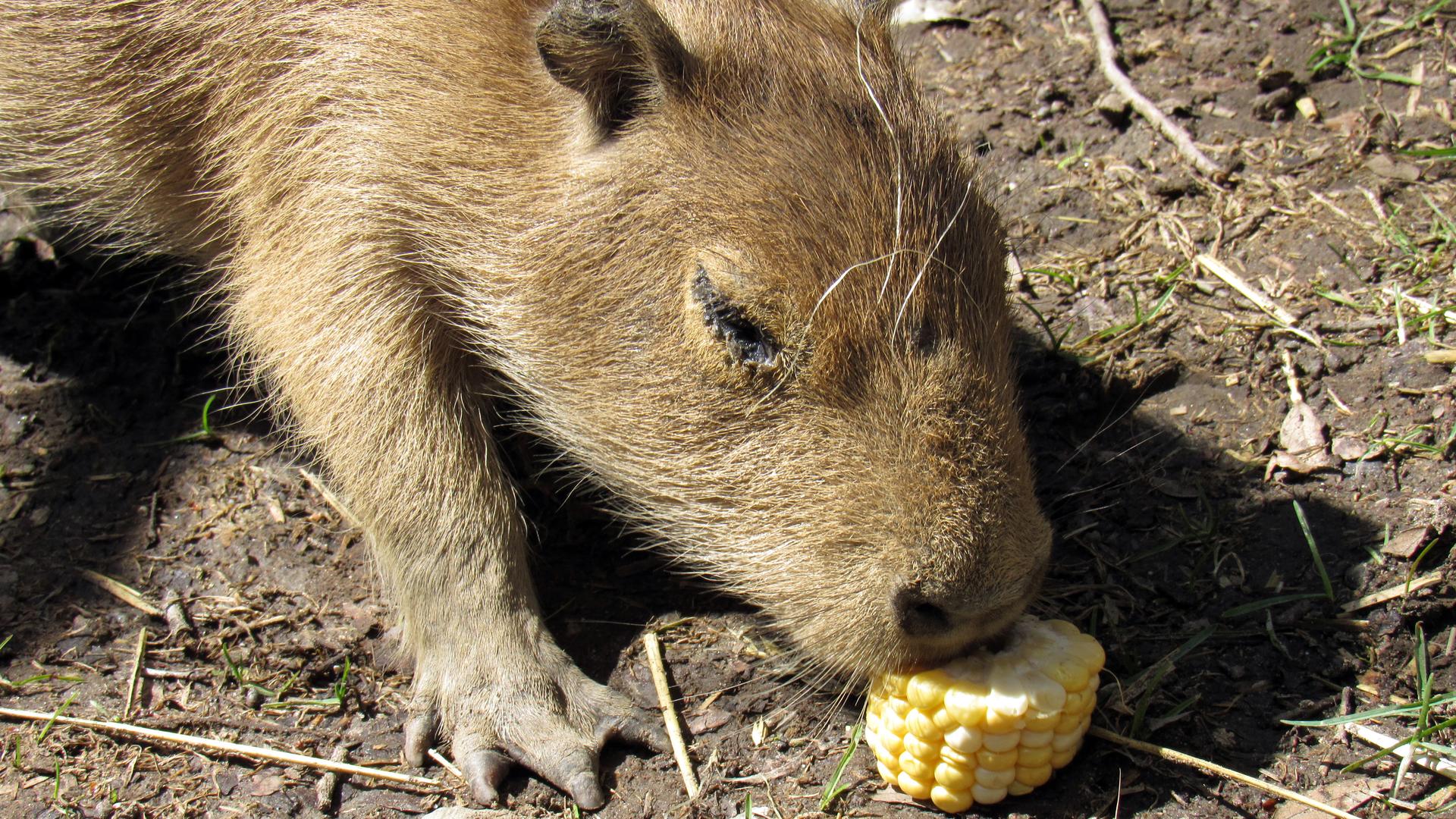 Toronto's High Park Zoo has some new residents. The zoo's pair of capybaras had babies. Here's one of the new family members.