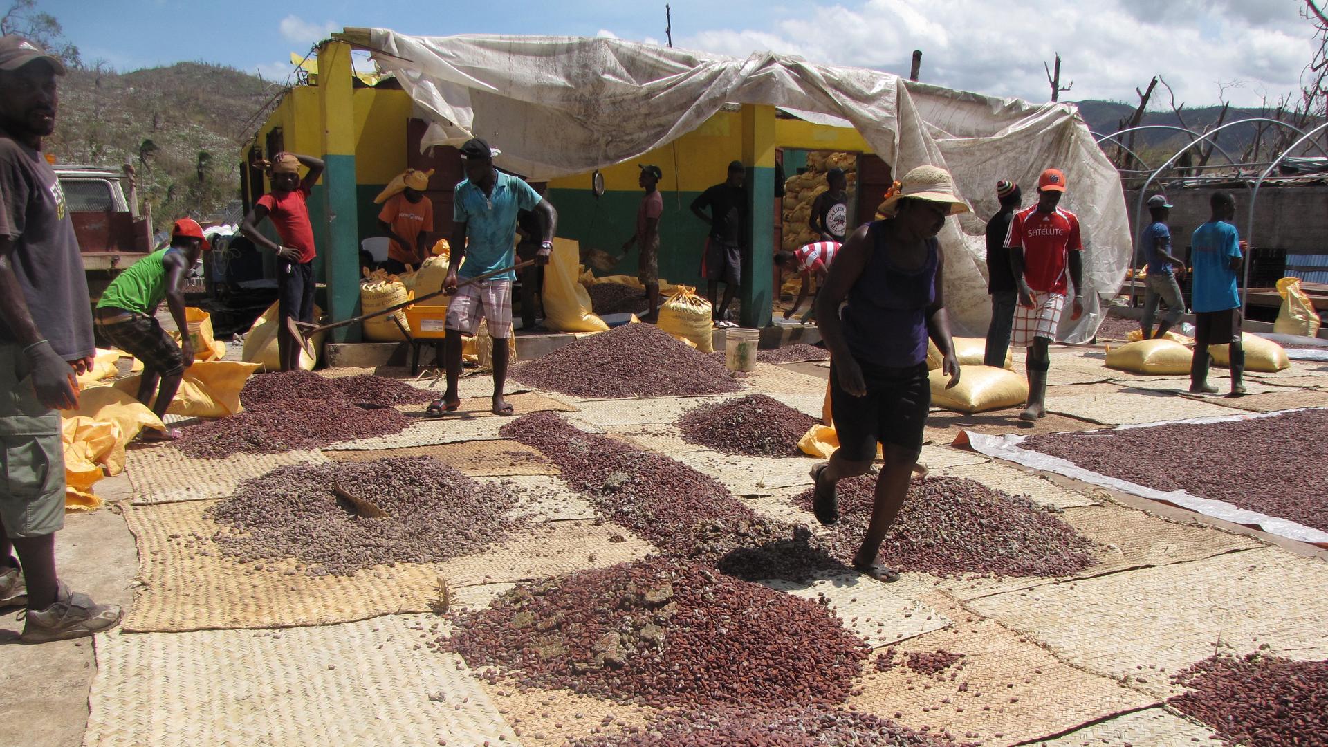 Salvaging Haiti's cacao crop after Hurricane Matthew