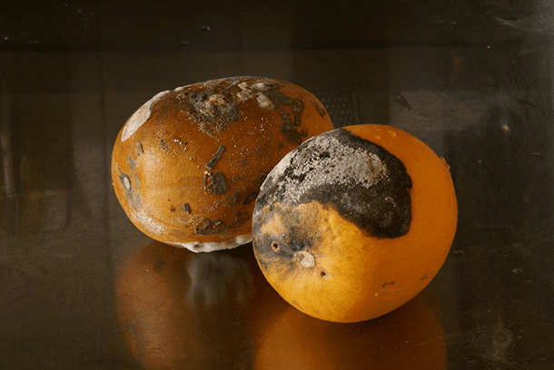 Moldy oranges