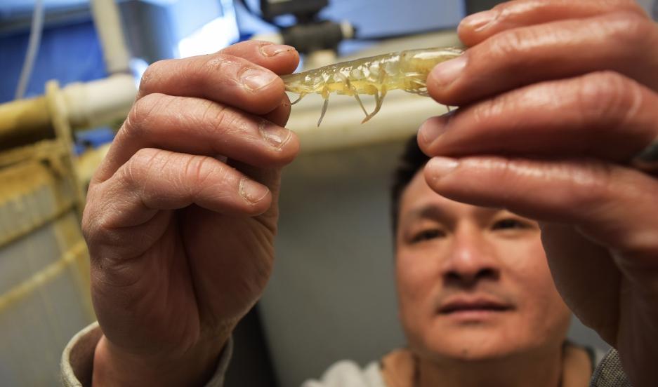 James Tran got the idea for his indoor shrimp farm on a visit back to Vietnam to visit his family.
