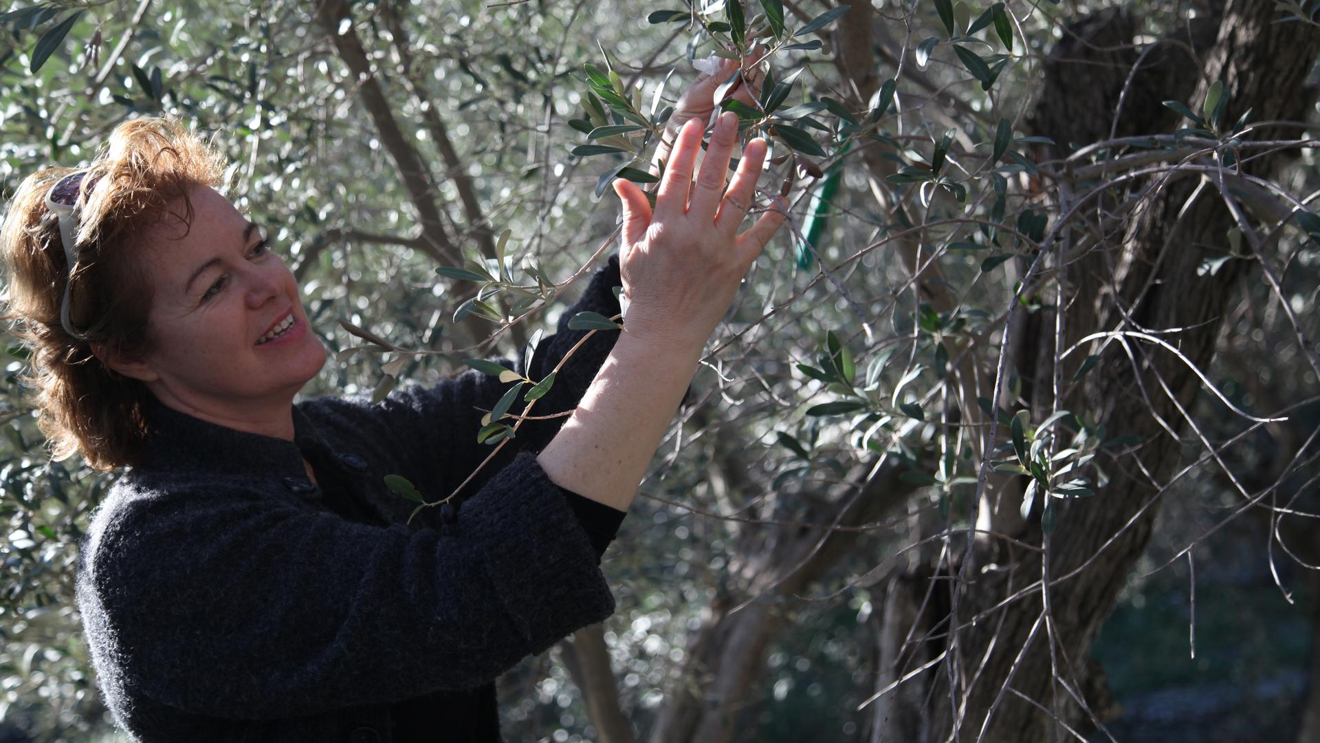 Myrta Kalampoka says investing in her olive trees saved her family from the Greek economic crisis. Now she hopes their olive oil can rescue them from an ongoing drop in tourism to Lesbos. 
